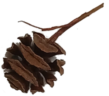 Cone of a dawn redwood (metasequoia.