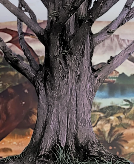 Trunk of a Metasequoia glyptostroboides (Dawn Redwood).