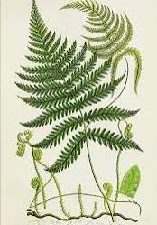 A vintage 19th-century botanical illustration showing fern fronds unfurling upwards from small coiled fiddleheads at the base into open, sweeping green leaves.