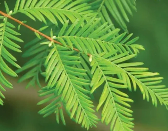 Trunk of a Metasequoia glyptostroboides (Dawn Redwood).