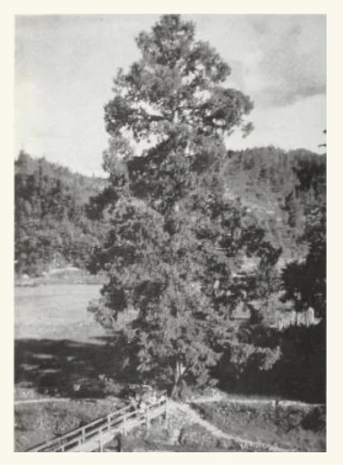 Metasequoia glyptostroboides (Dawn Redwood) in its native habitat, Hubei Province, China, 1947. Photo by J. Linsley Gressitt. Courtesy of the Archives of the Arnold Arboretum via Biodiversity Heritage Library.