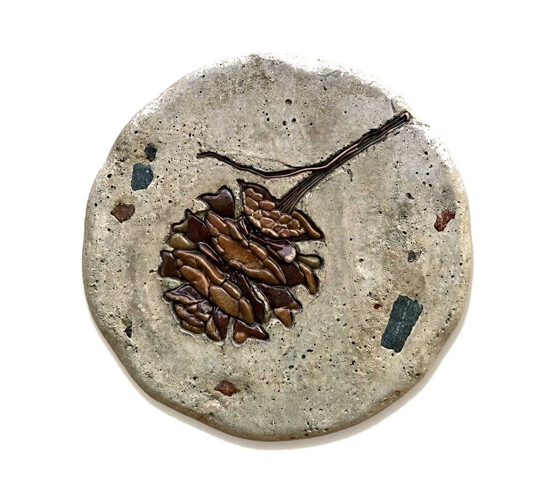 Cone of a dawn redwood (metasequoia) shown on a stepping stone.